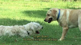 The Wee Signs Of Dogs DVD Clip - DTB1410