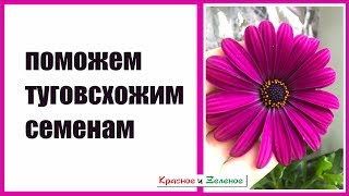 Поможем туговсхожим семенам. Скарификация.