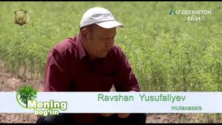 Mening bog`im | Кўчат етиштираётган боғбоннинг тавсиялари [21.08.2019]