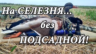 Охота на СЕЛЕЗНЯ с МАНКОМ и "КАТЬКОЙ"!