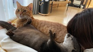 カワウソさくら パズルのようにくっついて寝るカワウソと猫 otter and a cat that stick together and sleep
