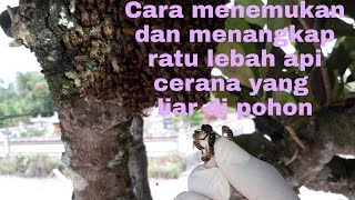 Cara menangkap ratu lebah apis cerana yang masih liar|Queen bee|Bali Werdhi Agung|bolaang mongondow