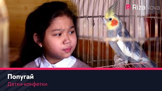 Детки-конфетки - Попугай ????