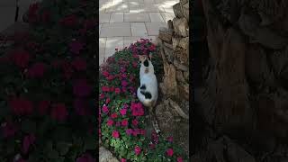 CAT from Jerusalem GO street cute cats #shorts