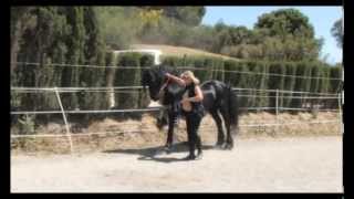 The Beautiful Friesian Horse Part 1