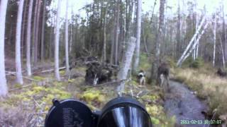 Älgattack i Småland/Moose attack in southern Sweden [HD]