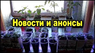 Новости и анонсы: фитолампы, рассада, огород