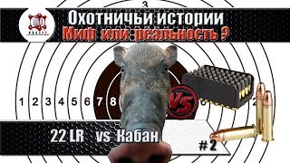 22LR vs Кабан.
