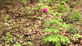 Bujorul banatic (Paeonia officinalis ssp. banatica) - Să-l protejăm