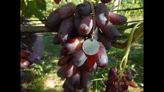Виноград 2017(часть7) Максим Мойсеенко