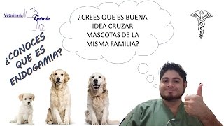 ¿PUEDO CRUZAR A MI PERR@ CON SU MAMA//PAPA//HERMANO?
