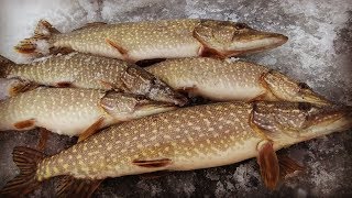 ЩУКА КЛЮЁТ ОДНА ЗА ОДНОЙ! Вот это РЫБАЛКА! Ловля ЩУКИ на жерлицы 2019.