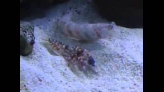 Mated pair of pistol shrimps