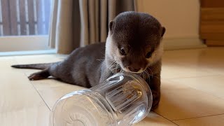 カワウソは意外と探知能力が低い…！？ Otter have surprisingly poor detection skills...!