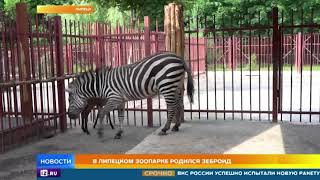 В липецком зоопарке на свет родился редчайший зеброид