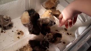 Китайские шелковые цыплята. Что это за зверь? / silky chickens
