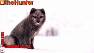 ♢ theHunter Classic ♢ Arctic Fox missions ♢ part II ♢ миссии на песца часть 2 ♢