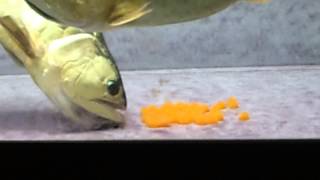 arowana breeding....4 february 2013 . .