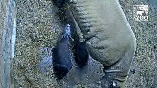 Black Rhino Birth - Cincinnati Zoo