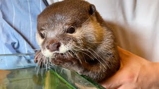 カワウソさくら カワウソ抱っこしてみたら起こること！What happens when you hug an otter!