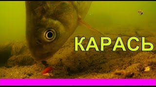 Пытался ловить карася поплавочной удочкой :) Рыбалка. Ловля карася на поплавок. fishing