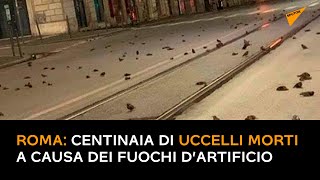 Roma: centinaia di uccelli morti a causa dei fuochi d’artificio