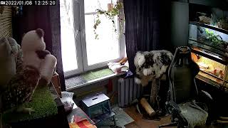 Скрытые хулиганства котё...совёнка Лучика. Всё уронить!
