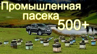 Промышленная пасека Белоруси в 500 семей /часть 2