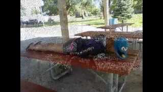 Girls Just Wanna Have Fun (ultimate planking)  *Fixed*