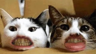 Funny ???? Cats And ???? Dogs Situations - Try Not To Laugh ????