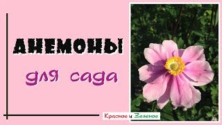 Анемоны для сада. Весенние и осенние виды и сорта.