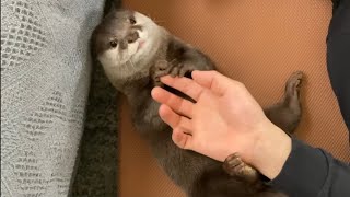 カワウソさくら お手手タッチと「ゔぁーぷぅぷぅ」 Hand touch and "va-pupu"