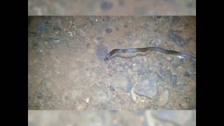 Snakes eat earthworm. I captured this at Belagavi-goa Road. (snake is actually small)