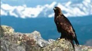 Eagle Rebirth Fact ! ADDS 30 years to lifespan! AMAZING