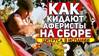 Работа в Испании | Как кидают аферисты на сбор цитруса в Испании 2018 год