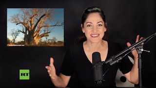 Age of Africa's big tree finally revealed