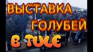 Выставка голубей в Туле. Ярмарка-продажа птиц, кроликов
