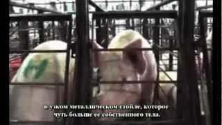 Насилие над животными. Смотрите www.MercyForAnimals.org