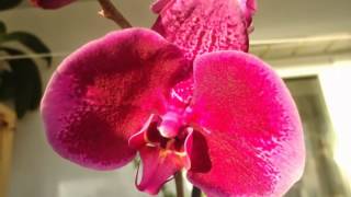 Орхидея Фаленопсис Orhid Phalaenopsis 2