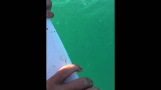 Puffer fish almost dies!!!!!