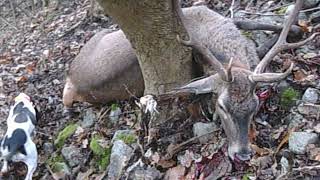 CERF