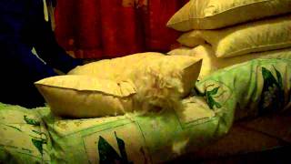 Pillow Destruction 1
