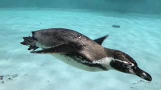 The Novosibirsk ZooPark 2017 - Новосибирский ЗООПАРК имени Р.А. Шило