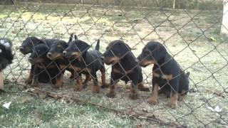 Kucici Beni x Gabrijela 7,5 nedelja