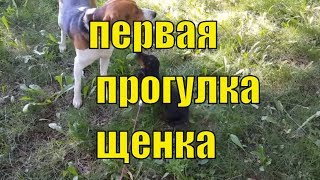 Социализация собаки. правила и ошибки. Первый раз щенок на улице. Моя такса.