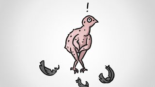 Everything You Ever Wanted To Know About Birds
