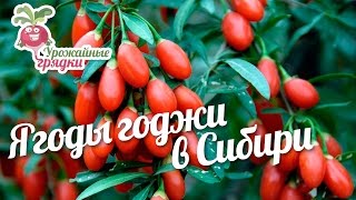 Ягоды годжи в Сибири #urozhainye_gryadki