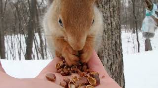 Кормлю двух белок, остальные сами / I feed two squirrels, the rest themselves