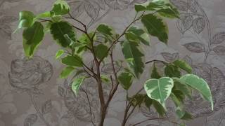 Ficus benjamina. Фикус Бенджамина