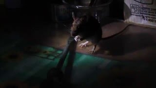 Мышь бегает в гараже / Garage's mouse